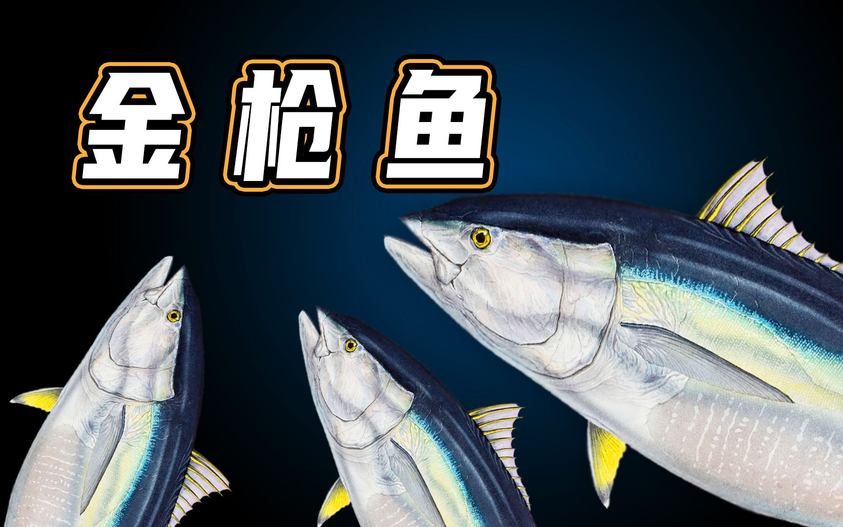 为什么岛国人可以饲养金枪鱼,而我们却不行?金枪鱼养殖难在哪里?哔哩哔哩bilibili