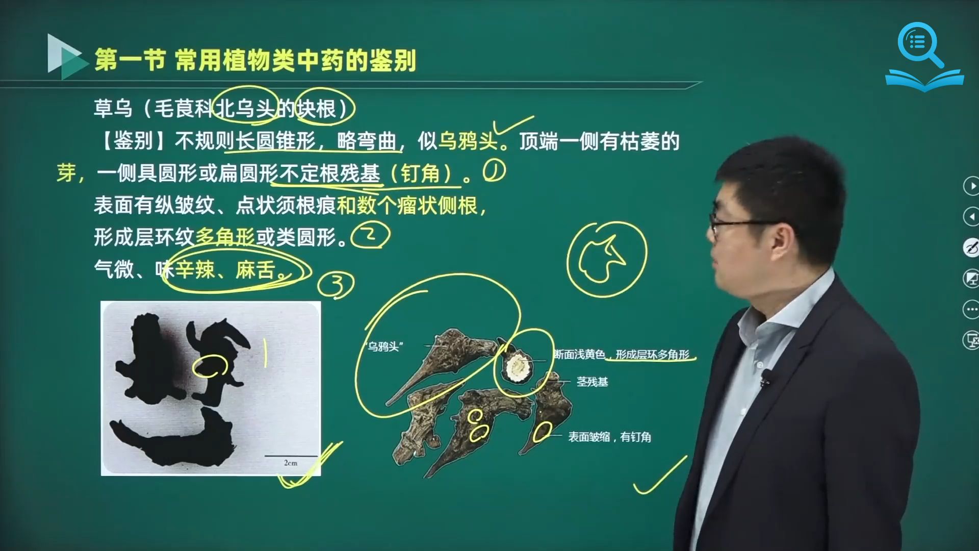 常用植物类中药鉴别——川乌和草乌的区别哔哩哔哩bilibili