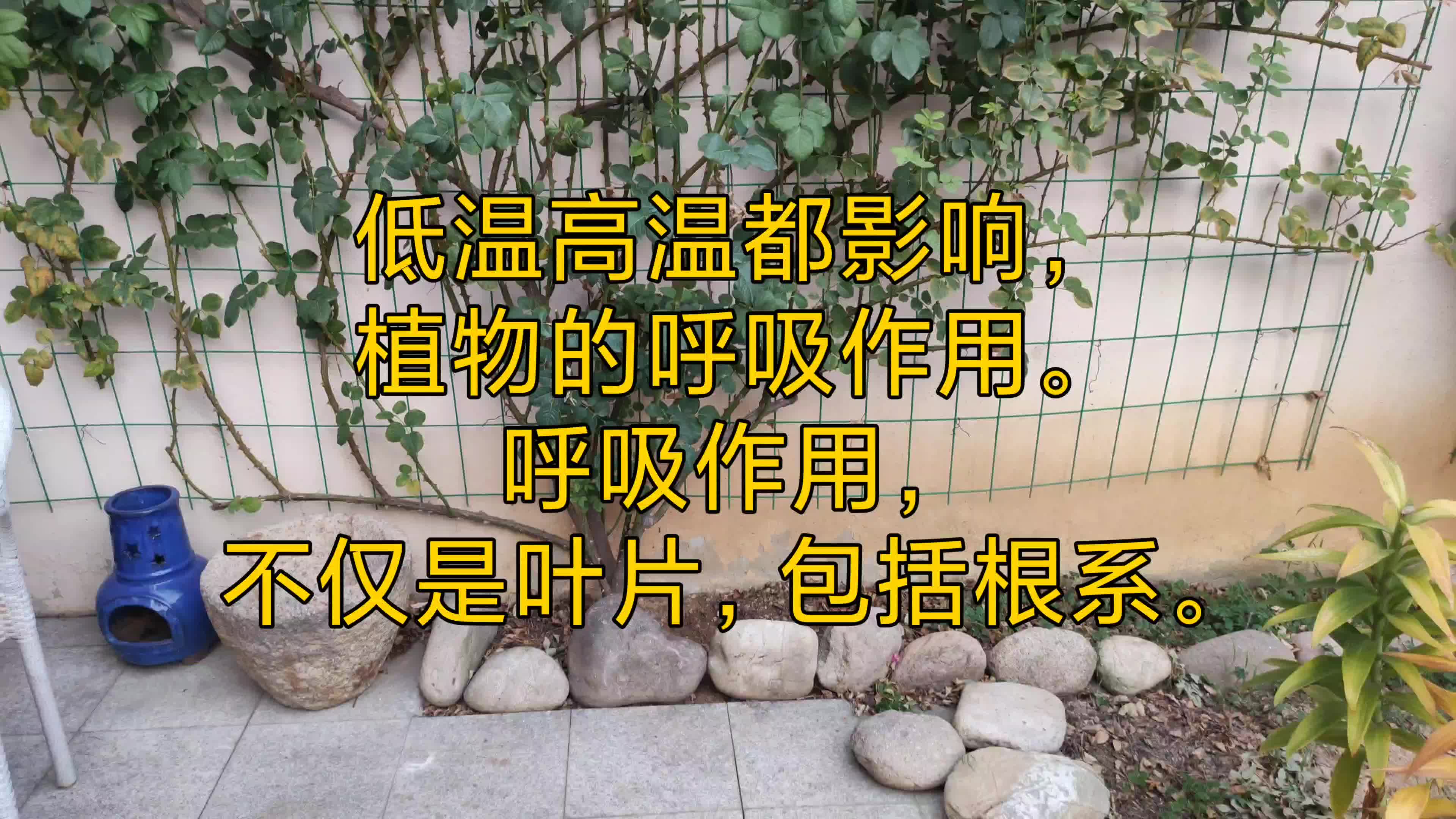 高温低温都会影响月季的生长,浅谈植物的呼吸作用哔哩哔哩bilibili