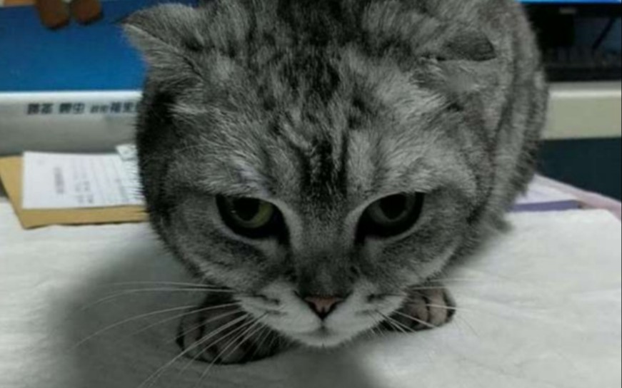 宠物医生讲解犬猫子宫蓄脓到底是什么病,怎么治疗?哔哩哔哩bilibili