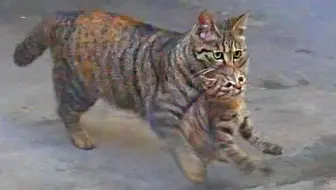 全b站第一个靠救猫上电视的up主 撒花 哔哩哔哩 Bilibili
