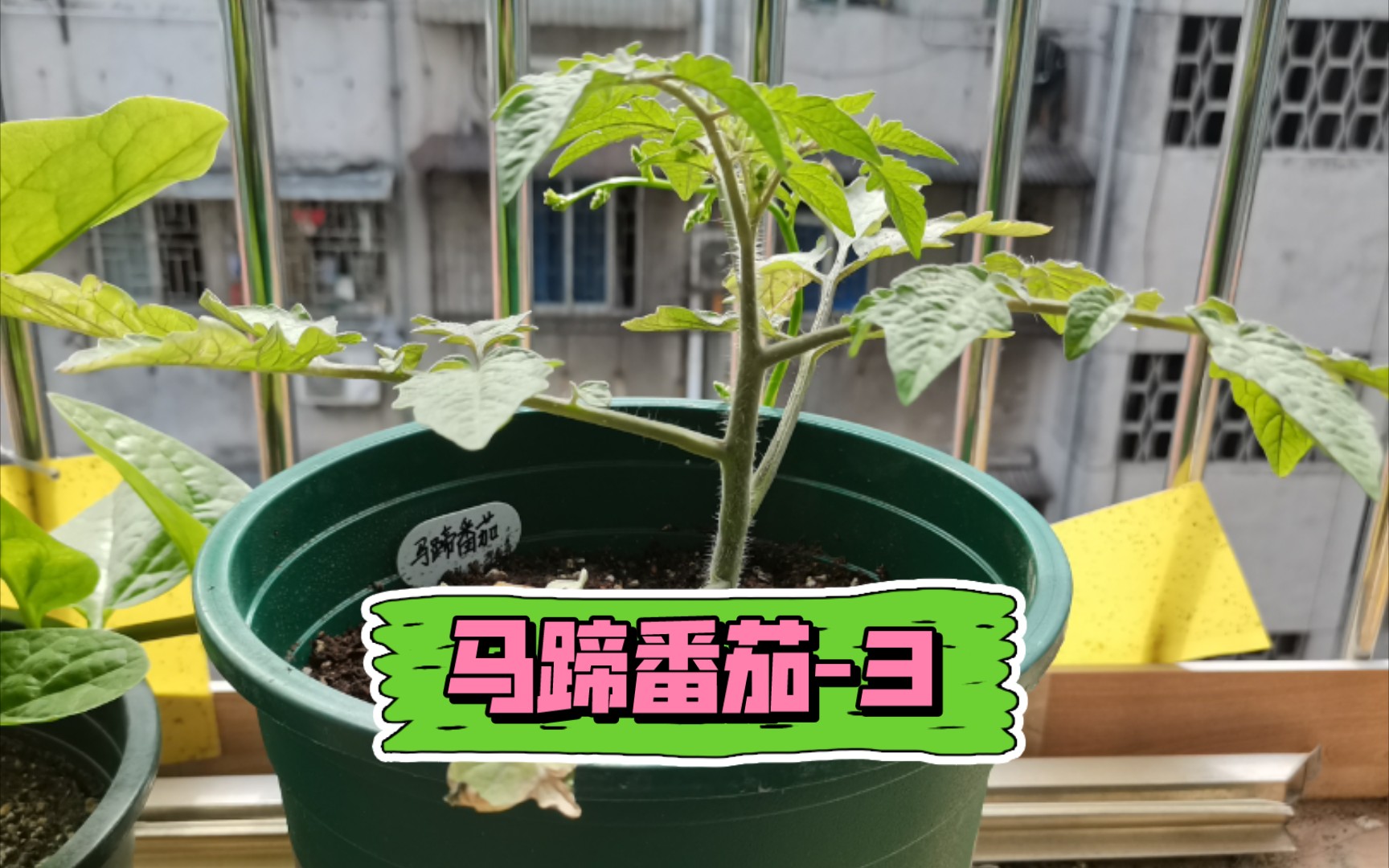 阳台种菜 | 传家宝番茄马蹄番茄3 移栽哔哩哔哩bilibili