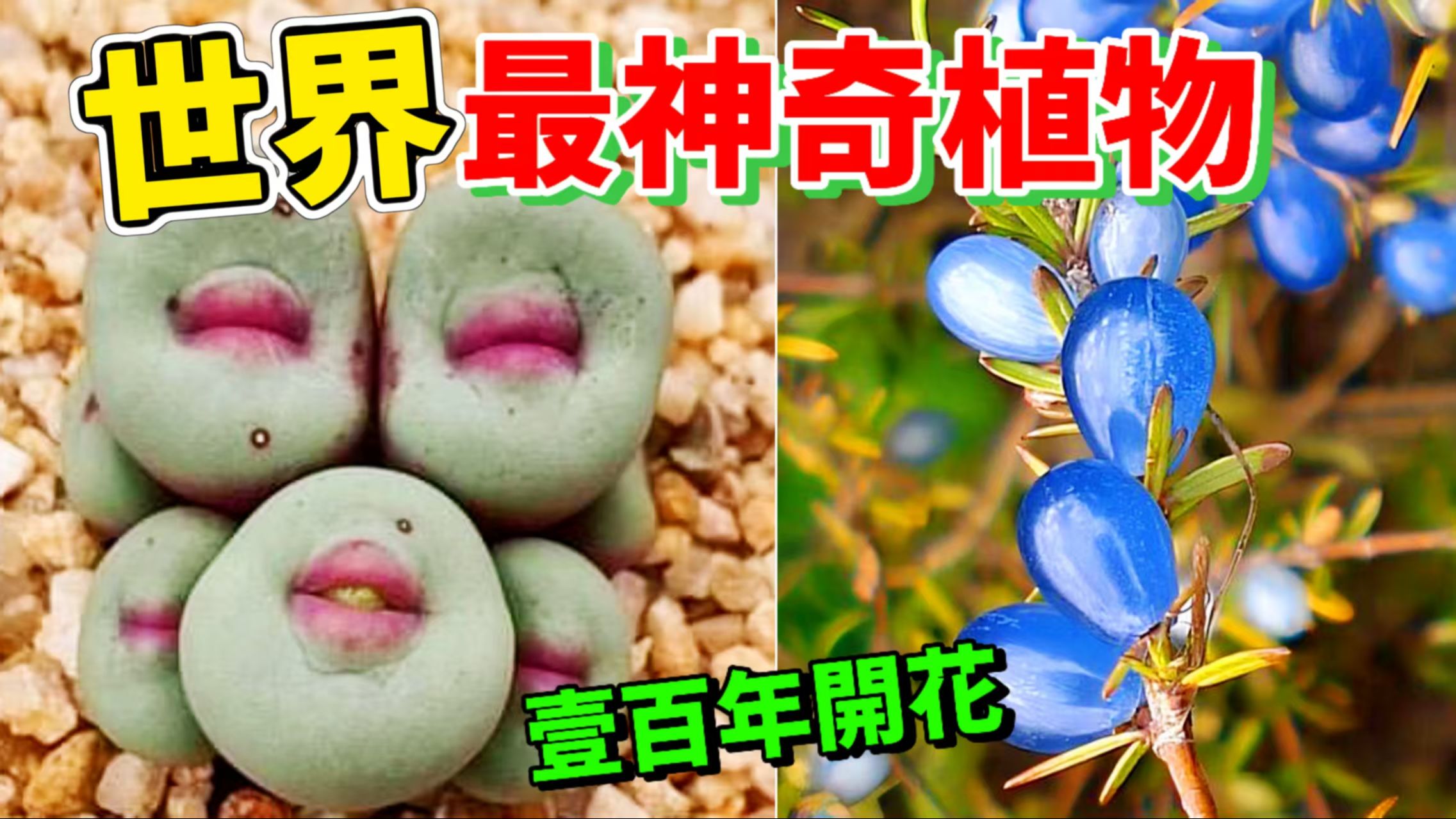 最令人惊叹的十种神奇植物，颠覆认知的怪异植物，100年开一次花3000年不到2米