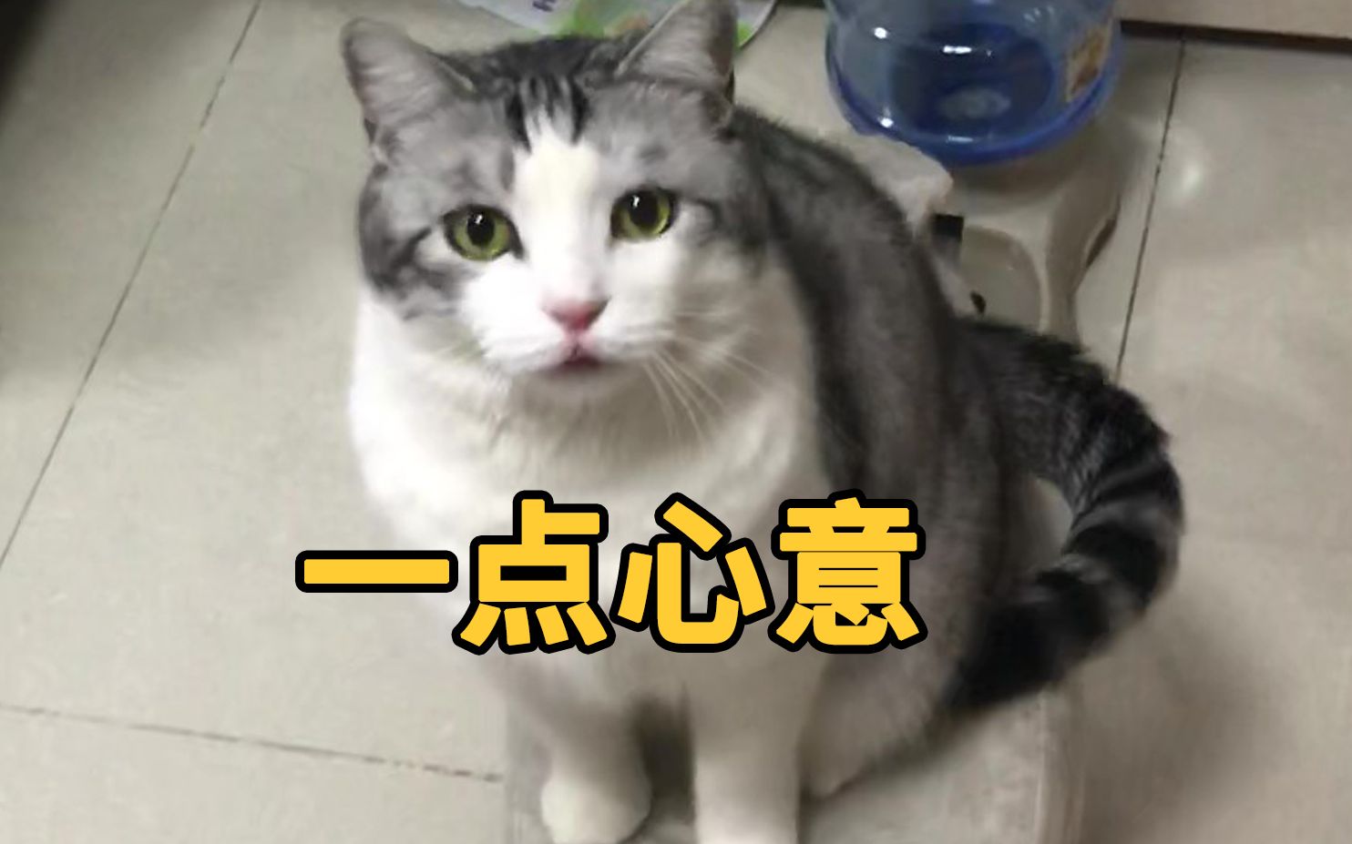 [图]猫的报恩，细思恐极