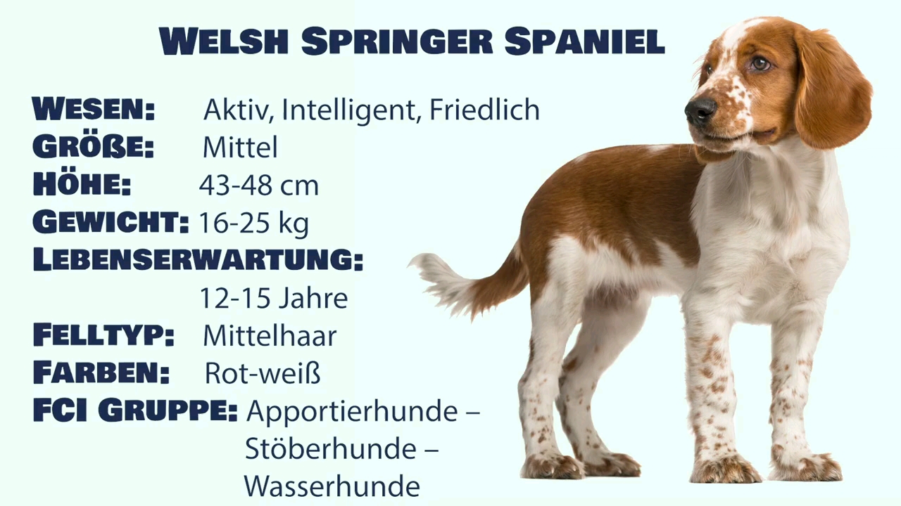 welsh springer spaniel im rasseportrait: (德语介绍,无字幕版)