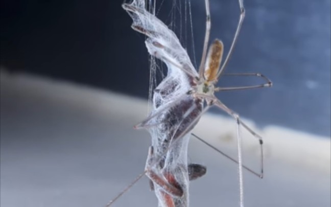 [图]［油管］家幽灵蛛捕食大灯蛛(白尾蛛)