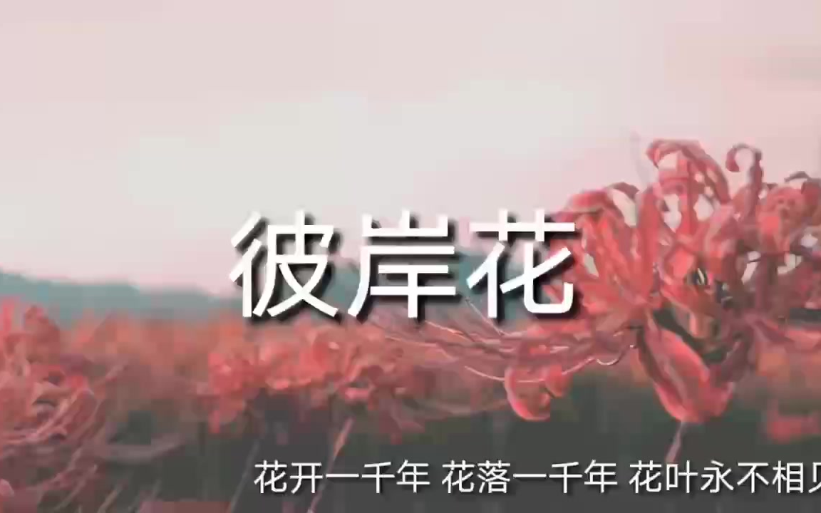 [图]彼岸花的花语就像一对永远不能见面的爱人，有叶没花，有花没叶，花开一千年，花落一千年，花叶永不相见