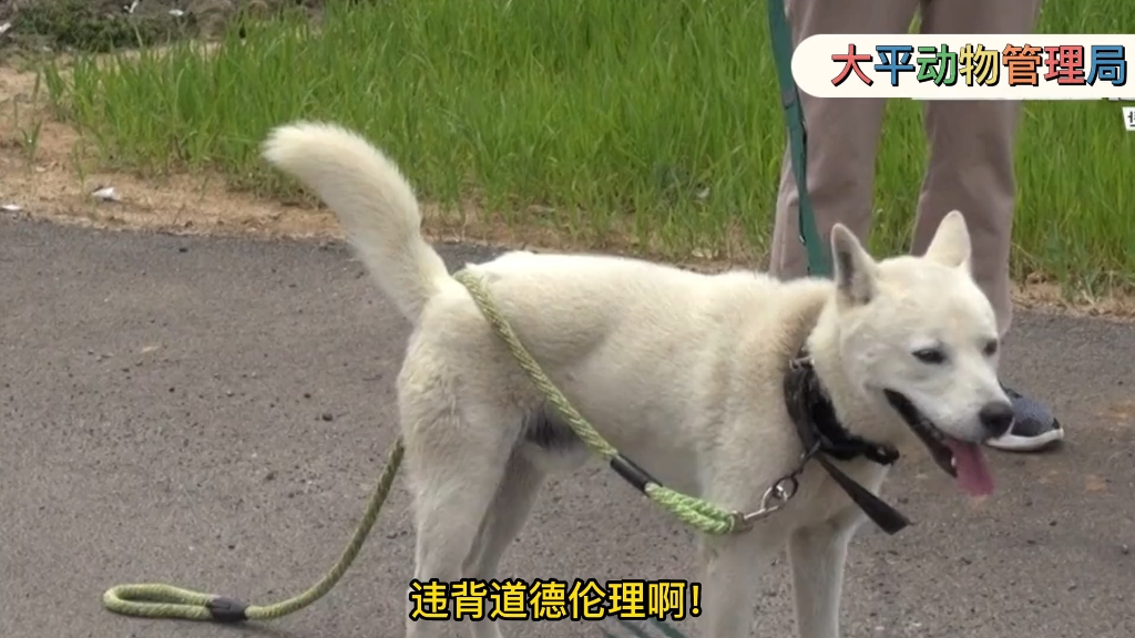 韩国训犬师 # 狗狗 # 珍岛犬哔哩哔哩bilibili