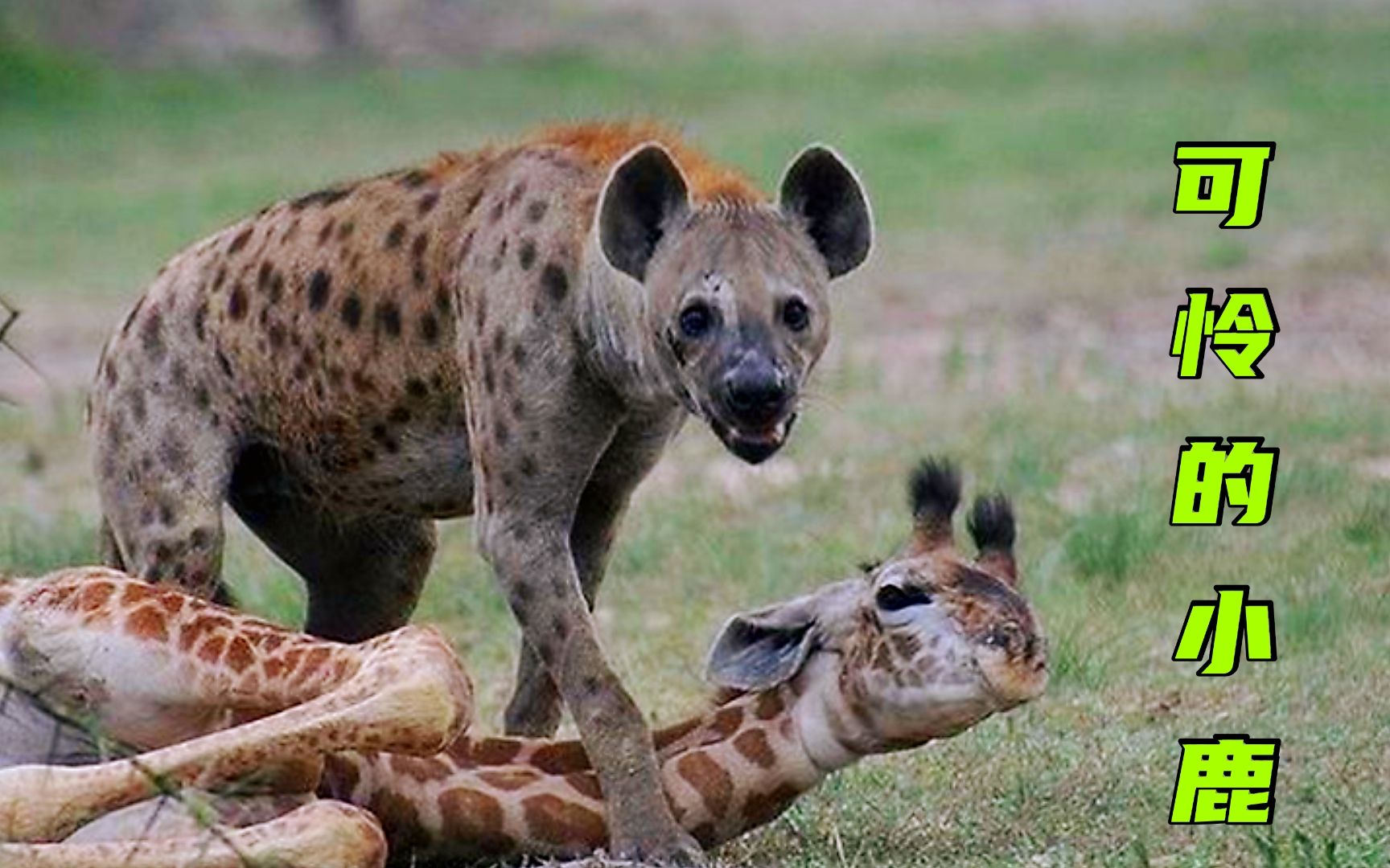 鬣狗盯上独自分娩的长颈鹿,小鹿刚出生就被残害,看着真让人难受