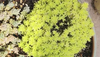 夏季 多肉黄金万年草能不能暴晒 如何让黄金万年草安全度夏 哔哩哔哩 Bilibili