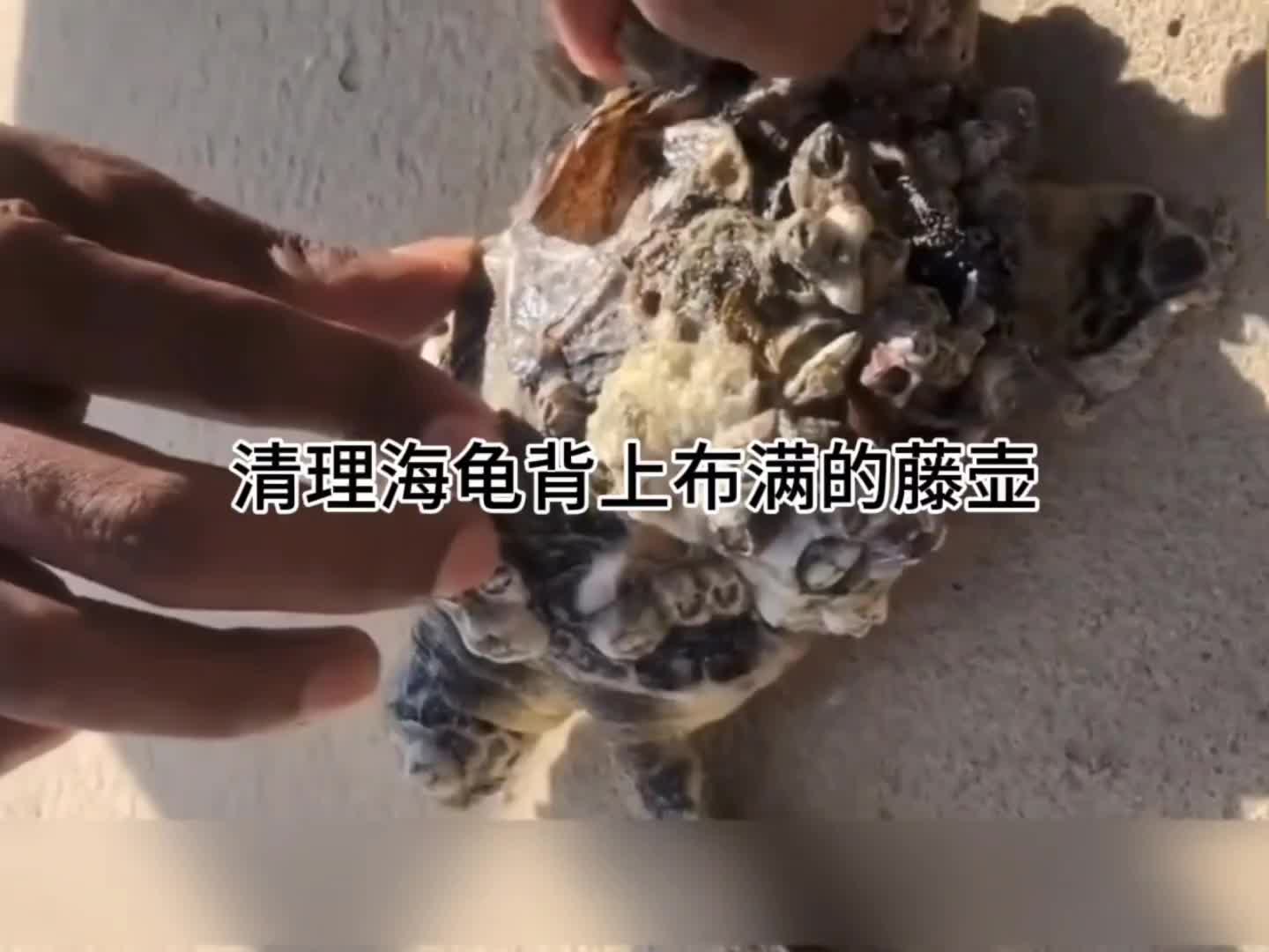 清理海龟身上布满的藤壶