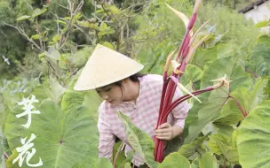 下载视频: 芋花吃过吗？云南食材丰富又奇特，芋头花能做菜还美味！