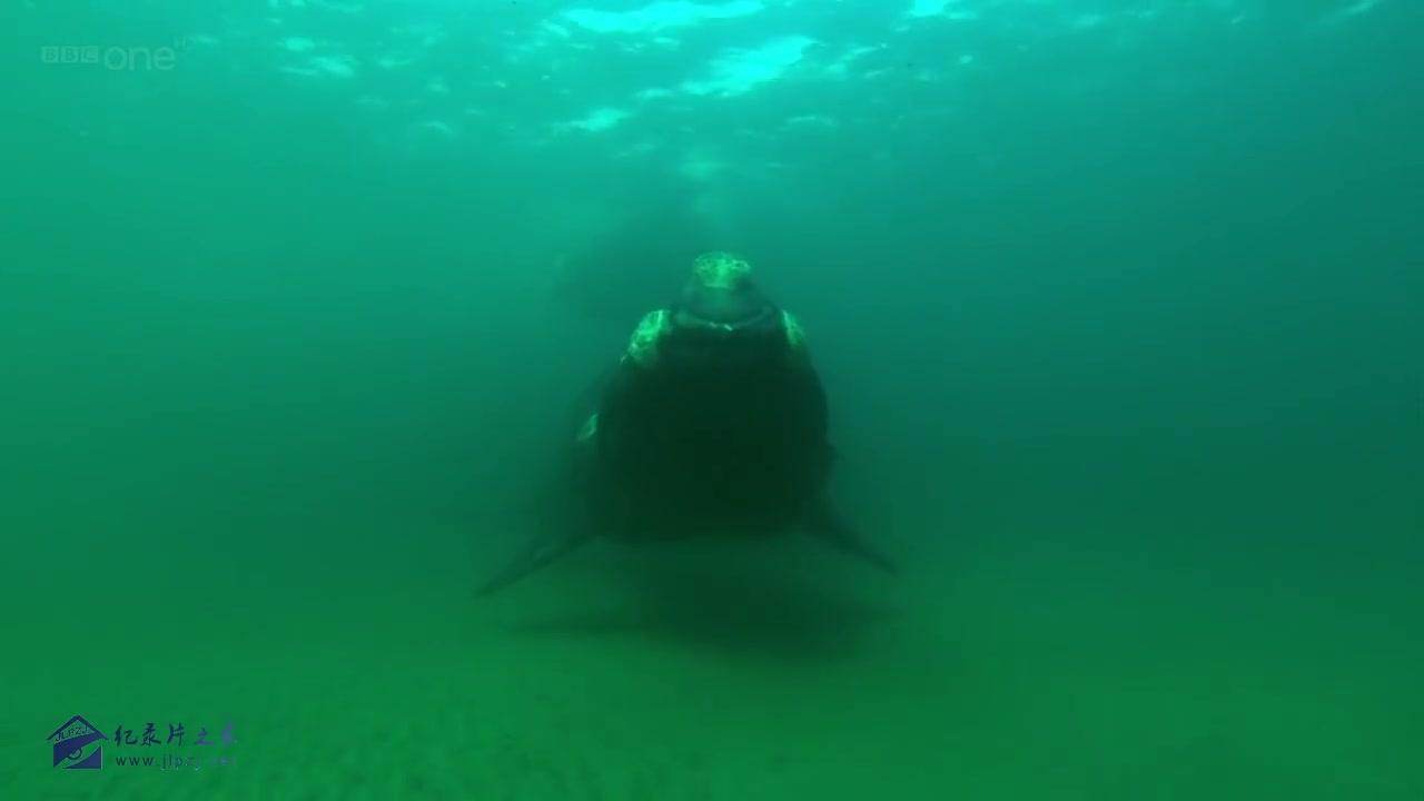 [图]与海中巨兽的近距离接触 Getting Close with Ocean Giants