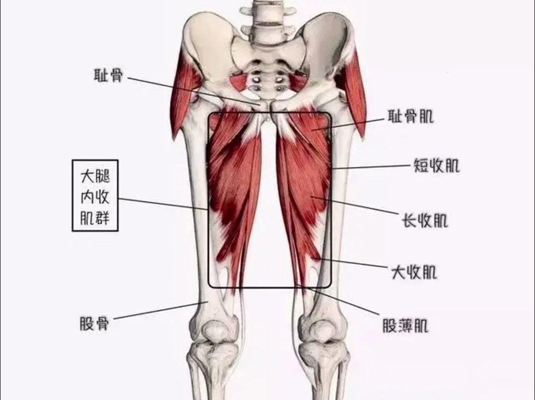 [图]我教你练——走路磨腿想翘臀练这个！