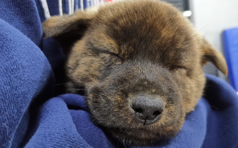 把中华田园犬小虎斑带回家了