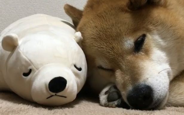 [柴犬maru的日常]今晚也靠在一起睡觉觉吧(〃~︶~)人(~︶~〃)