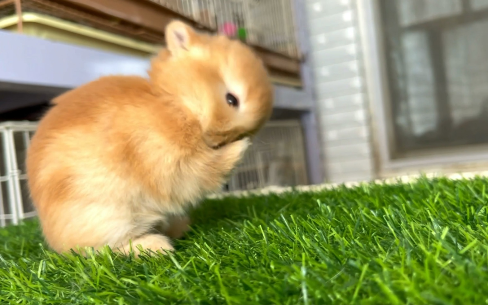 可爱的黄色侏儒兔