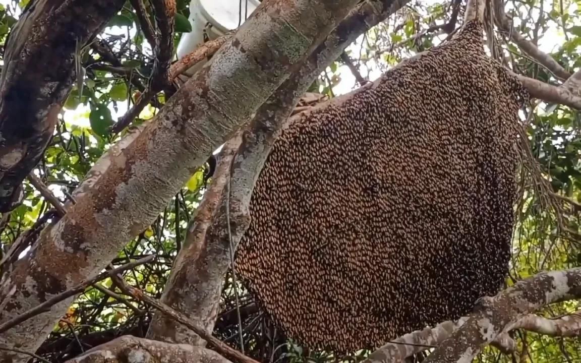 戶外獵蜂人樹上發現了一窩大排蜂蜂巢