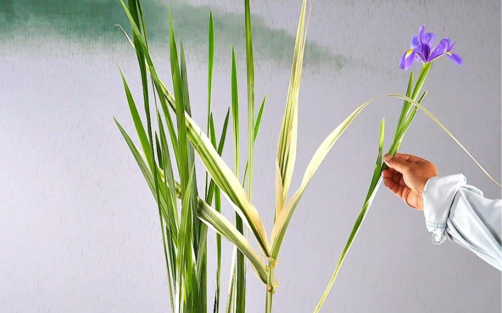 菖蒲叶与鸢尾花是经典绝配