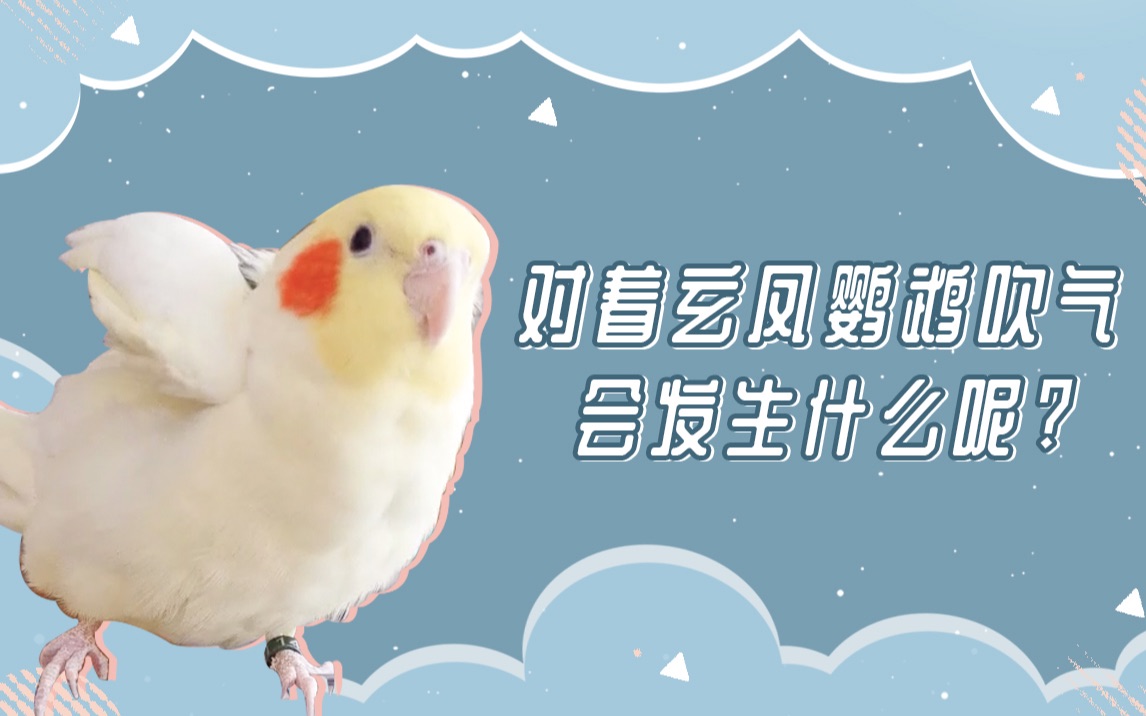 活动作品对着玄凤鹦鹉吹气会发生什么呢快来试一试