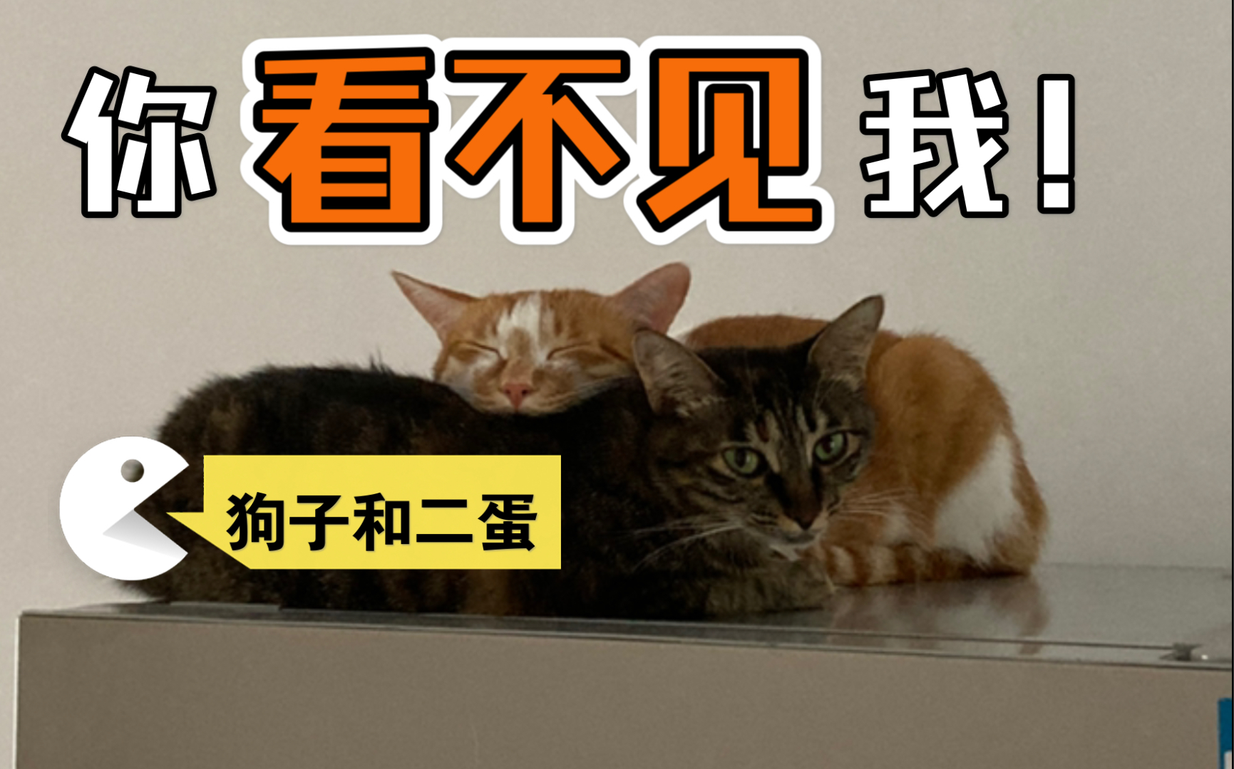 【狗子和二蛋】我只要把头埋起来,你就看不见我!_哔哩哔哩_bilibili