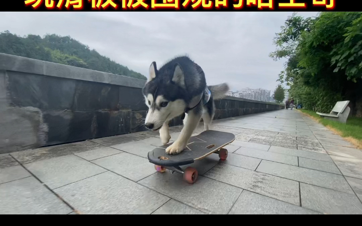 活动作品大家好我是哈士奇我又踩着滑板出门圈粉了