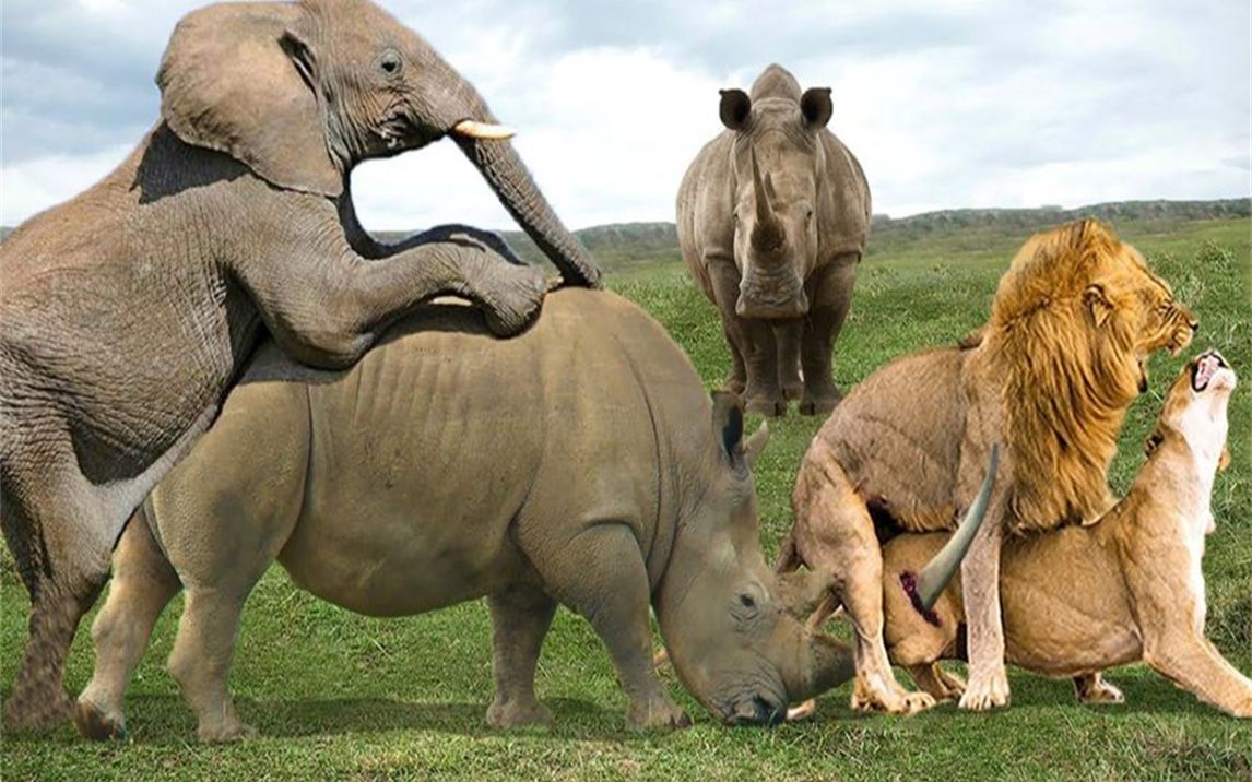 婴儿犀牛遭到狮子愤怒的攻击,母亲犀牛寻找狮子报仇,大象vs犀牛