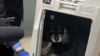 高铁宠物托运？诚实到让人心疼