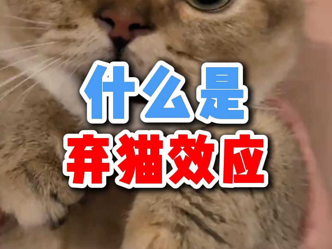 “弃猫效应”不是教你弃猫的…哔哩哔哩bilibili