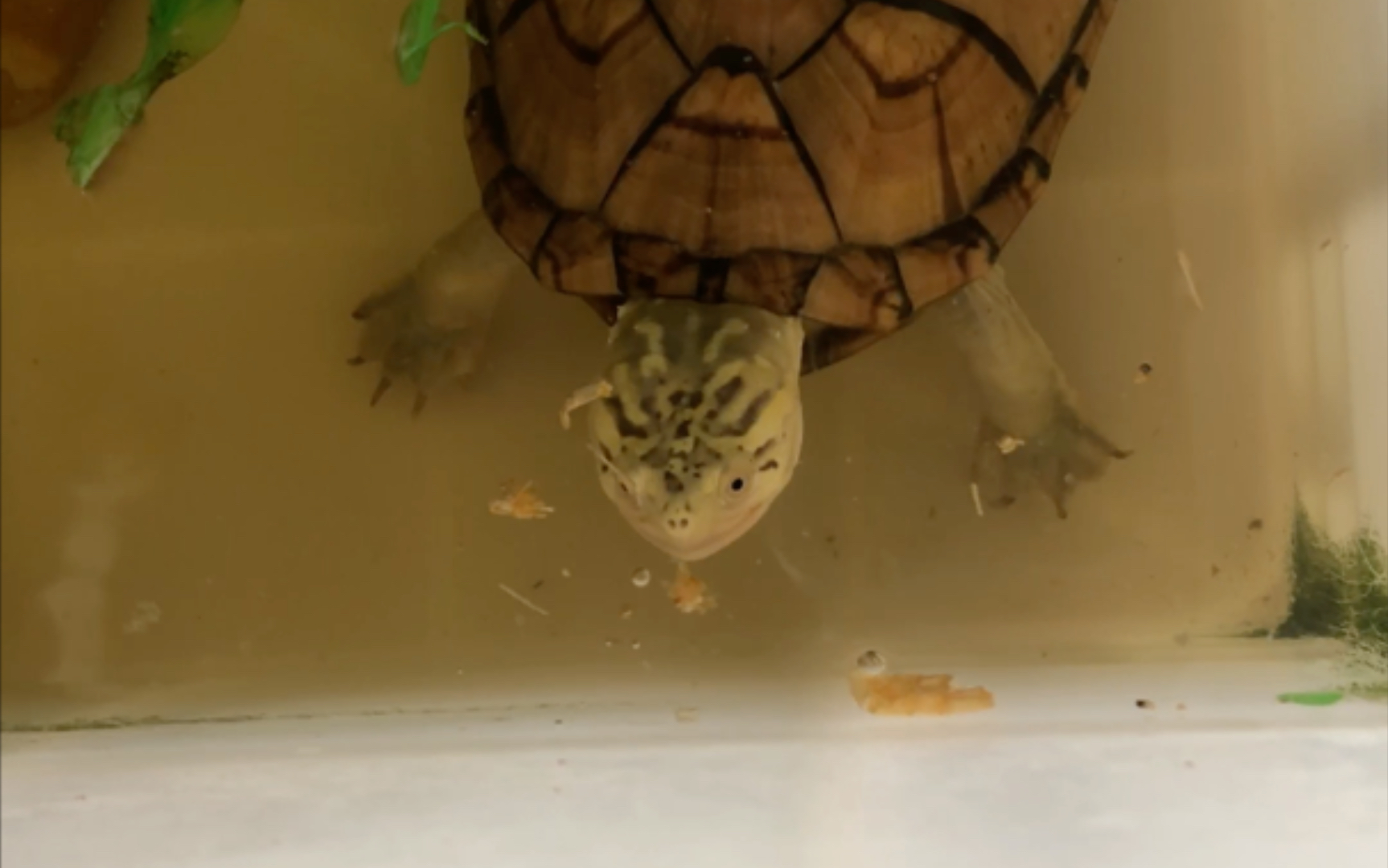 虎泥(墨西哥泥龟)_哔哩哔哩_bilibili