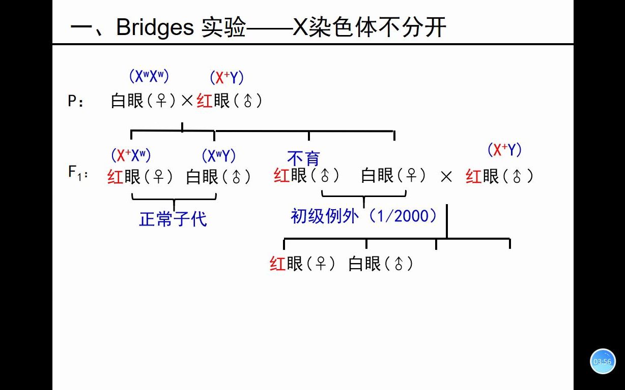 5.3遗传的染色体学说的直接证明哔哩哔哩bilibili