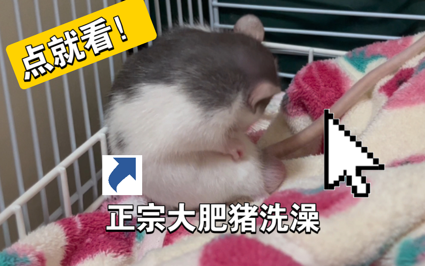 偷拍“正宗大肥猪”洗澡哔哩哔哩bilibili