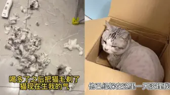 Download Video: 男子喝醉猫咪遭殃，突发奇想把猫的毛全剃光：新型家暴？