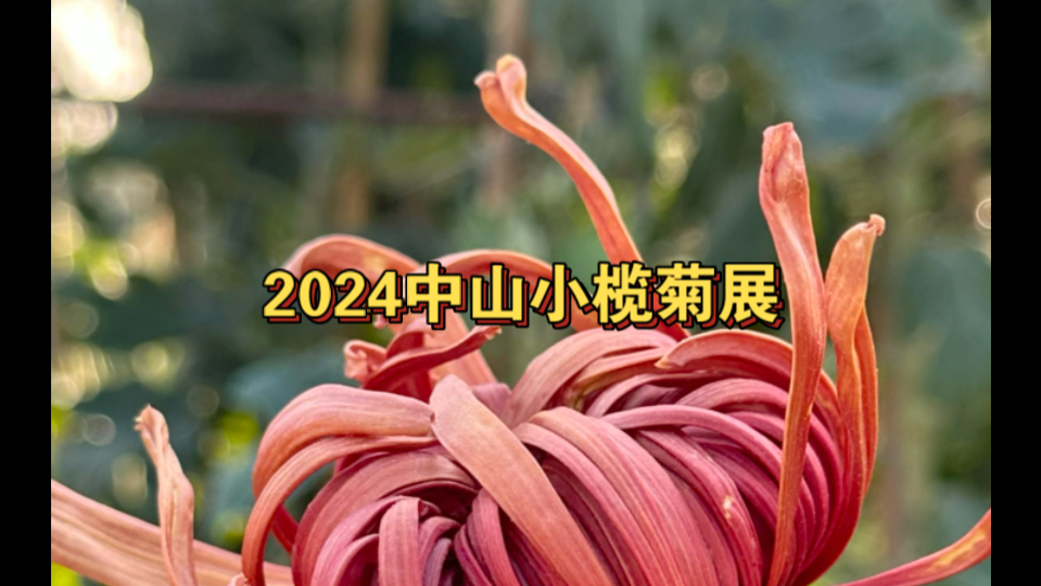 2024年中山小榄菊展哔哩哔哩bilibili