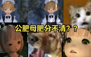 Download Video: FF14 肥肥教你如何区分艾欧泽亚的公肥母肥