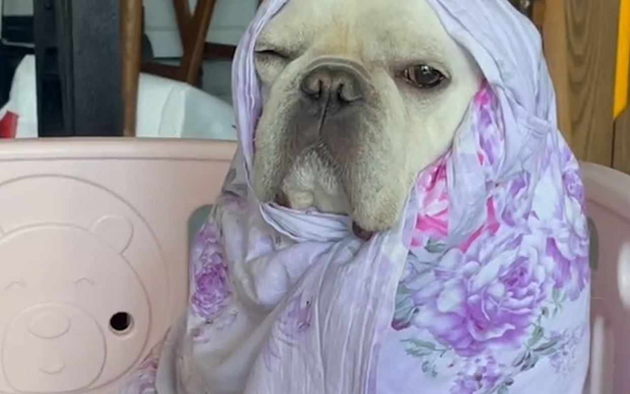 狗:怎么了这是 捂着被子伤心