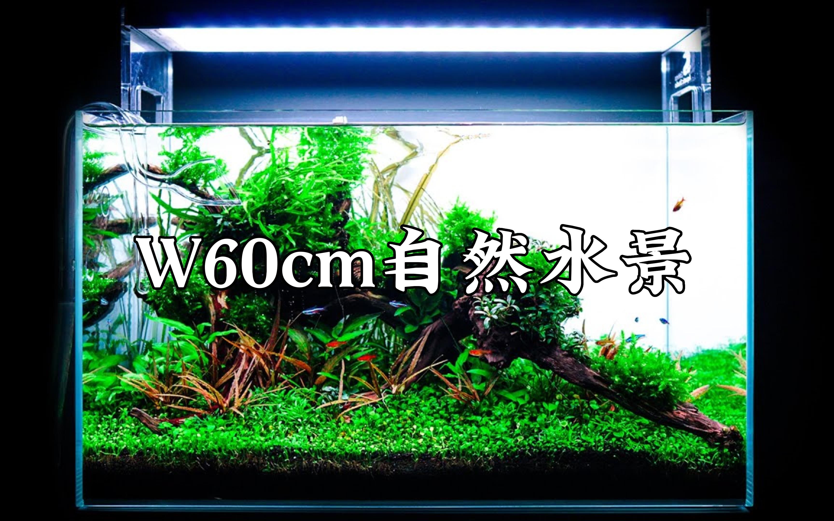 [GreenAqua]W60cm自然水景成景欣赏(原创字幕翻译)哔哩哔哩bilibili