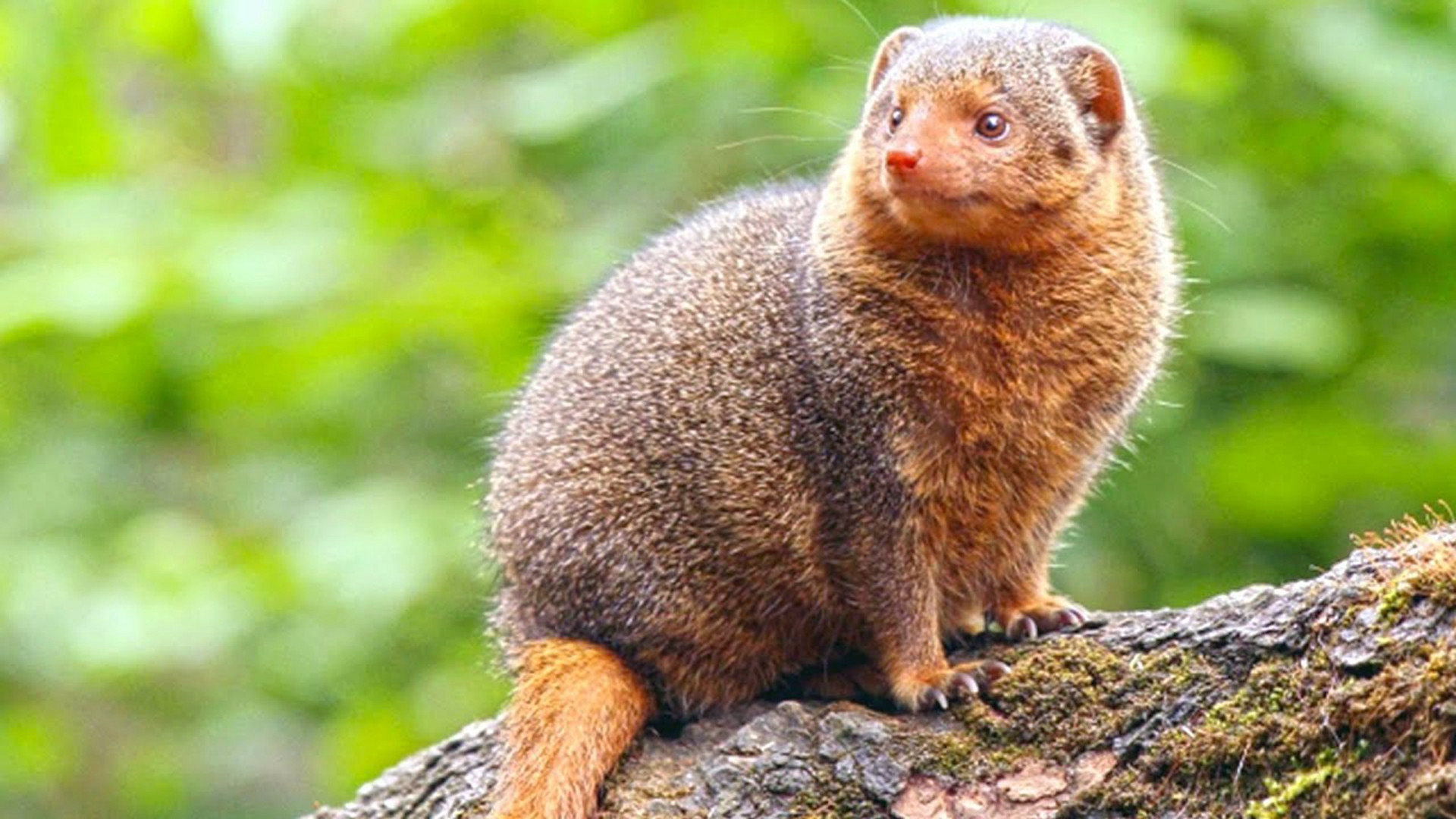 非洲动物帮老大:侏獴家族,生啃蝎子蜘蛛压根不在话下