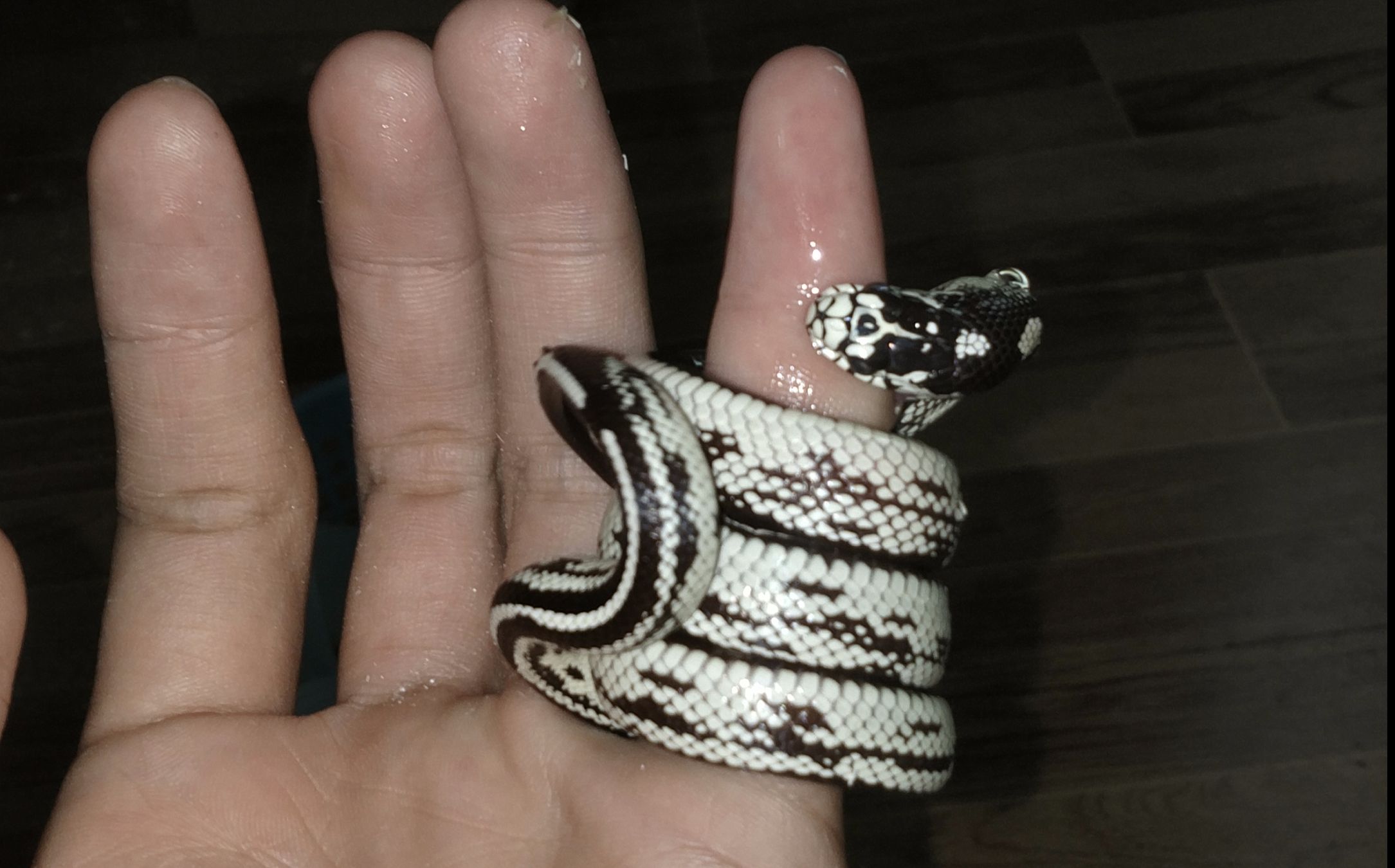 up被自家养的蠢蛇完美绞杀了