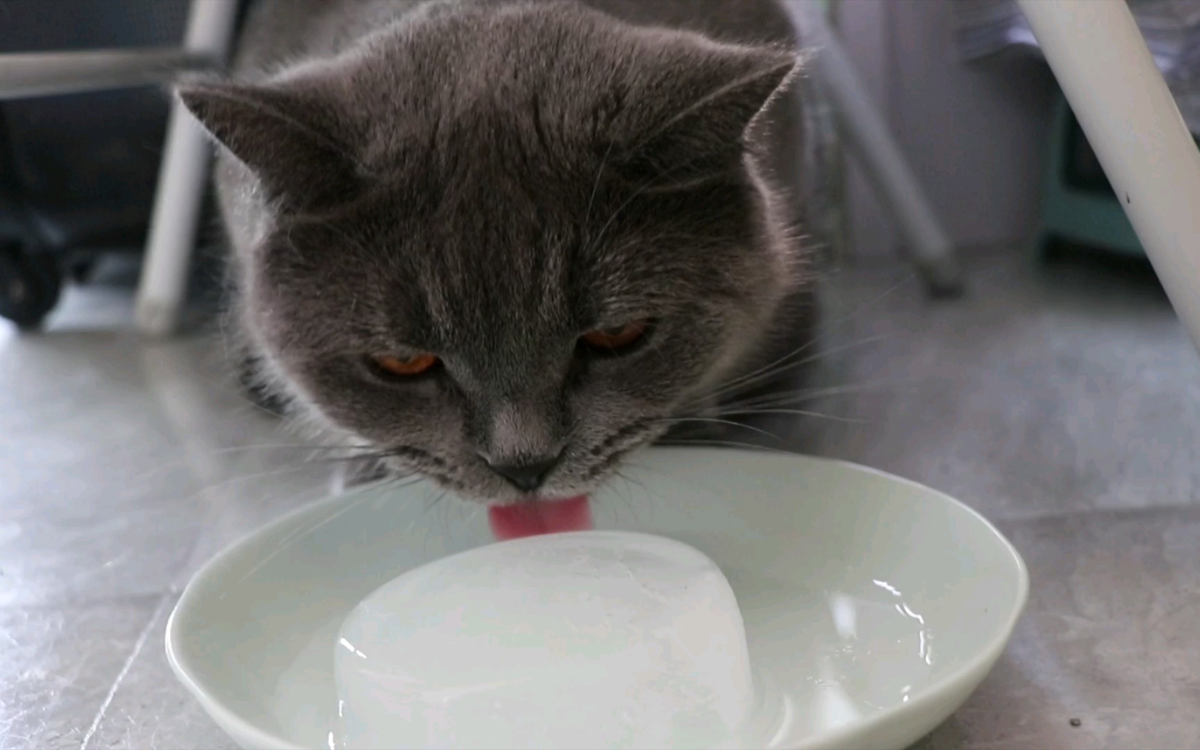 38℃的高温给猫咪们吃冰块,第一次吃冰的猫咪反应太可爱了!