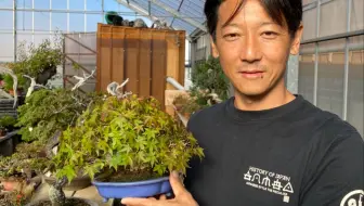 亦盆栽日本盆景小品极品缩面葛修剪换盆的注意事项 哔哩哔哩 Bilibili