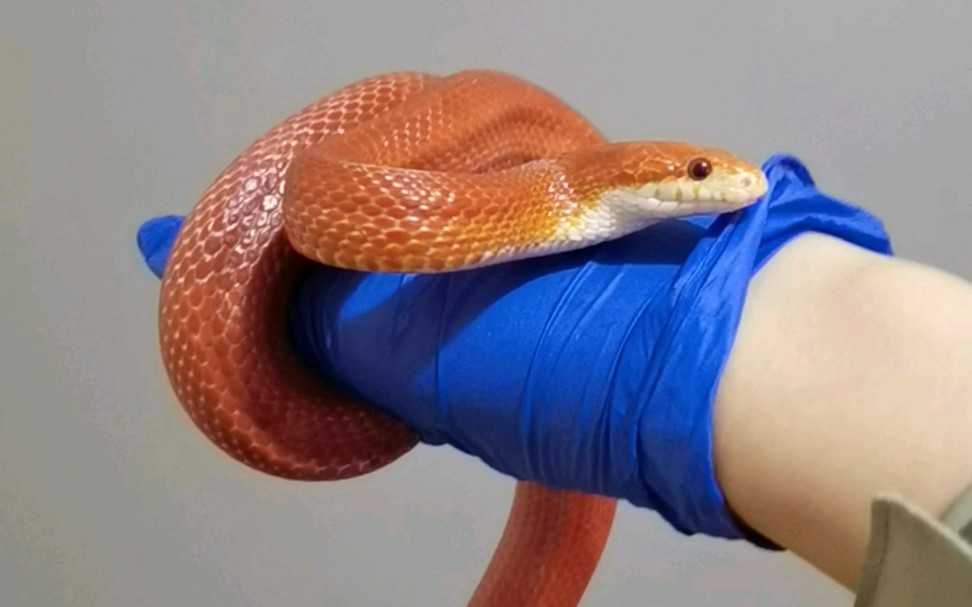 火焰玉米蛇 像不像火直?