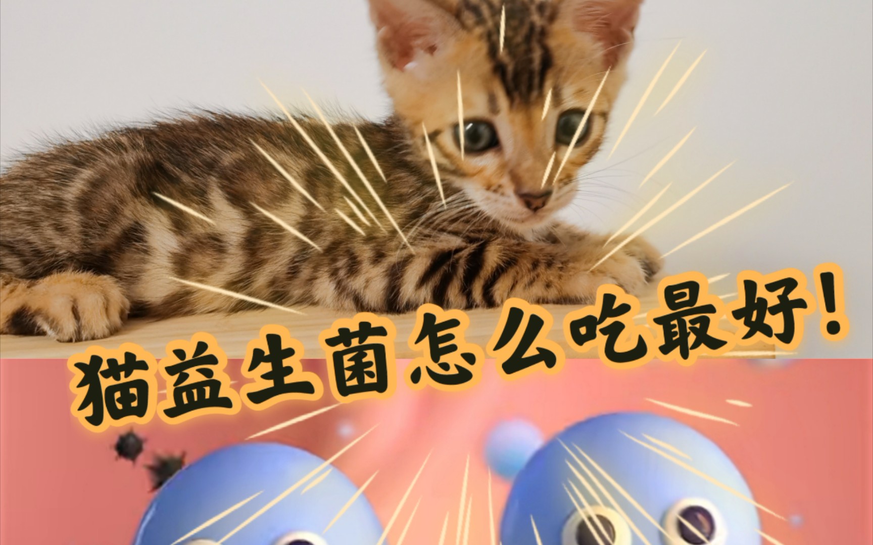 猫咪益生菌怎么吃最容易吸收!哔哩哔哩bilibili