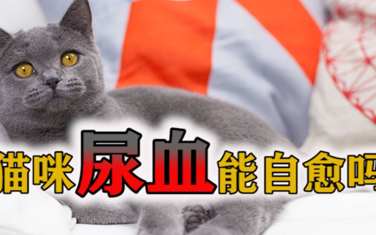 猫咪尿血能自愈吗哔哩哔哩bilibili