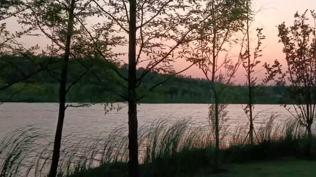 风吹芦苇轻摇曳 霞满天 初夏的湖边傍晚微凉 静谧美好