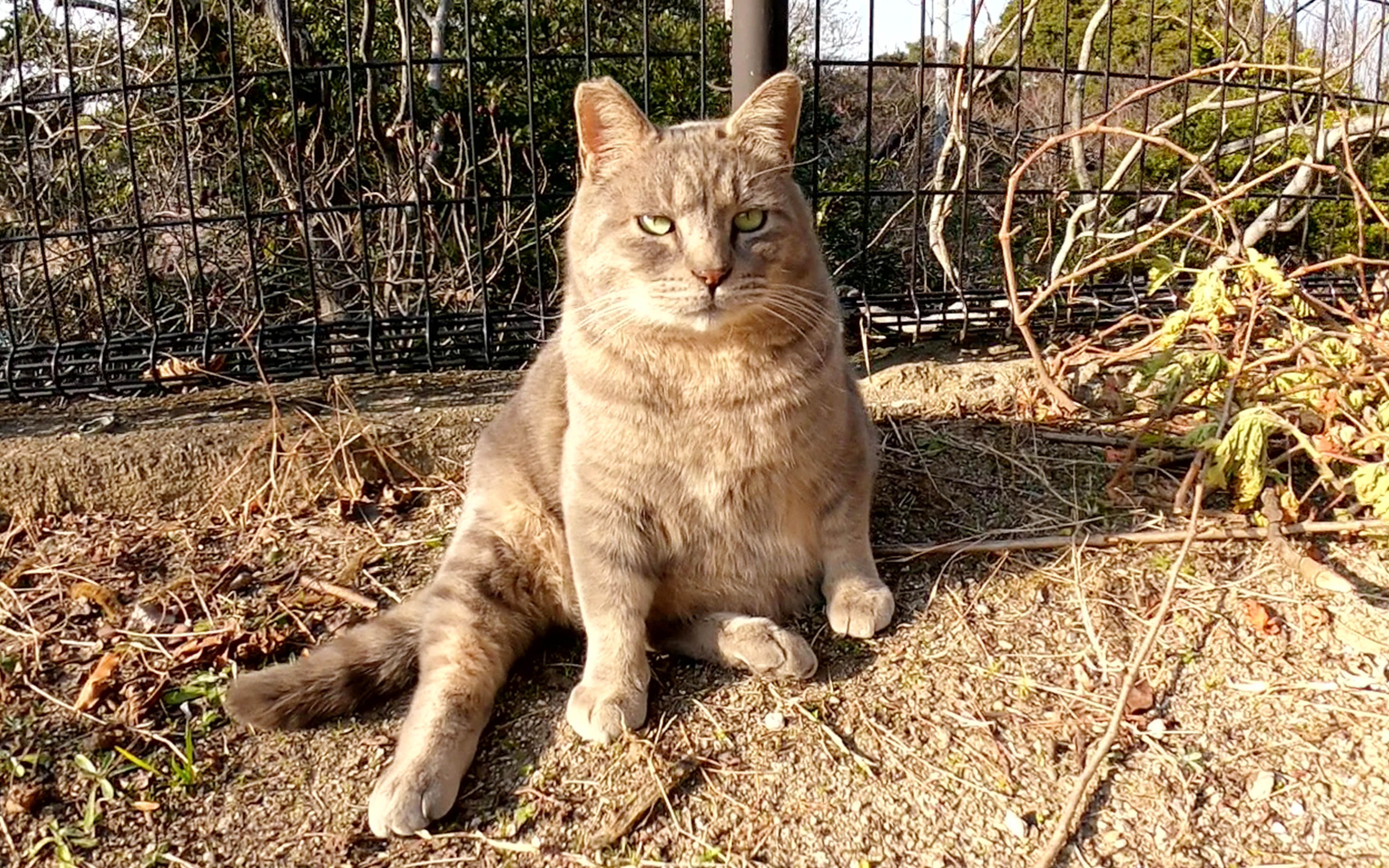 一只肥胖的灰猫躺下,被人类抚摸_哔哩哔哩_bilibili