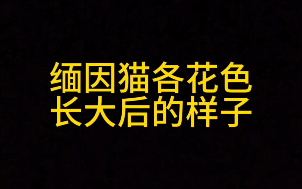 缅因猫各个花色长大后的样子,缅因猫多少钱一只?哔哩哔哩bilibili