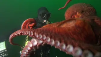 中英文字幕《遭遇海怪  Encountering Sea Monsters》