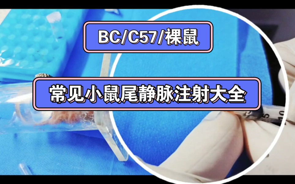 一个视频搞定所有常见小鼠尾静脉技注射巧经验谈~哔哩哔哩bilibili