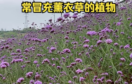 常被误认为是薰衣草的花海柳叶马鞭草哔哩哔哩bilibili